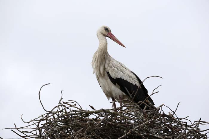 Blog_Stork