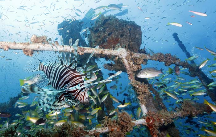 Drakfiskar utanför Phi Phi Island. Foto Sören Andersson www.2see.se